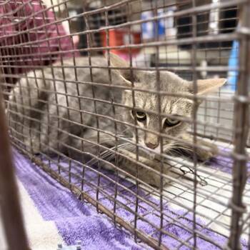 A613291 -  Domestic Medium Hair Cat for Adoption in Modesto, California - A613291 | PetCurious