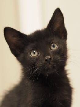 Monday -  Domestic Short Hair Cat for Adoption in Buena Vista, Colorado - Monday | PetCurious