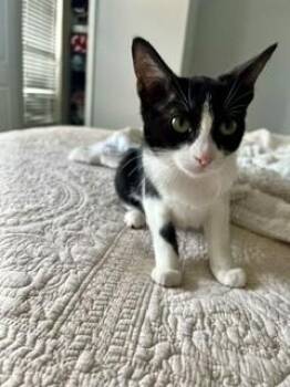 Flower -  Domestic Short Hair Cat for Adoption in Lake Wylie, South Carolina - Flower | PetCurious