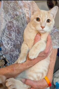 Borrego -  Domestic Short Hair Cat for Adoption in Alpine, Texas - Borrego | PetCurious