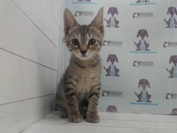 LITTLE FOOT -  Domestic Short Hair Cat for Adoption in Orlando, Florida - LITTLE FOOT | PetCurious