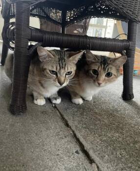 Domestic Short Hair Cats Available for Adoption in San Luis Obispo, California - Fergie | PetCurious