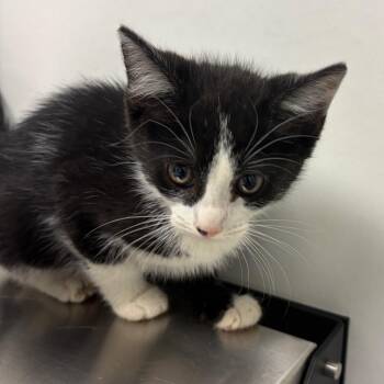 Ruby Woo -  Domestic Short Hair Cat for Adoption in Nashville, Tennessee - Ruby Woo | PetCurious
