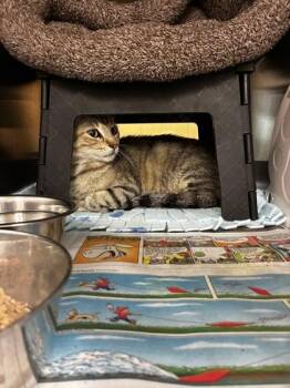 Yennifer -  Domestic Short Hair Cat for Adoption in Wichita, Kansas - Yennifer | PetCurious