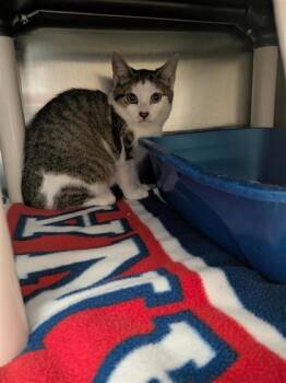 Dublin -  Domestic Short Hair Cat for Adoption in Montreal, Quebec - Dublin | PetCurious