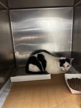Domestic Short Hair Cats Available for Adoption in Pasadena, Texas - KIKI | PetCurious