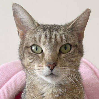 Rescue Domestic Short Hair Cats for Adoption in Port Washington, New York - Virtue | PetCurious