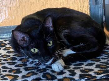 Meme A218936 -  Tuxedo Cat for Adoption in Plano, Texas - Meme A218936 | PetCurious