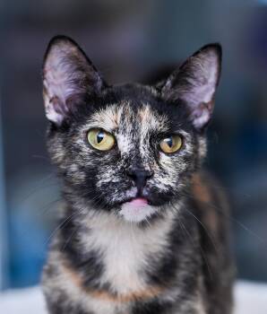 Tigerella -  Tortoiseshell and Domestic Short Hair Cat for Adoption in Chattanooga, Tennessee - Tigerella | PetCurious