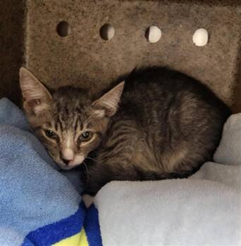 A143577 -  Domestic Short Hair Cat for Adoption in Burbank, California - A143577 | PetCurious
