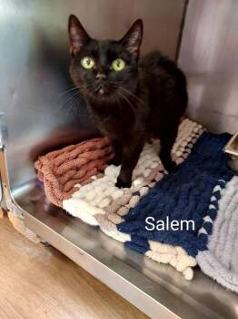 Salem -  Domestic Short Hair Cat for Adoption in Pine Grove, Pennsylvania - Salem | PetCurious