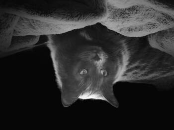 Rescue Siberian Cats for Adoption in Huntington, Massachusetts - Mahzi | PetCurious