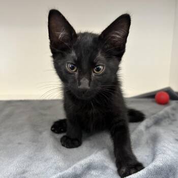 2B3 Kitten (A192656) -  Domestic Short Hair Cat for Adoption in Ojai, California - 2B3 Kitten (A192656) | PetCurious
