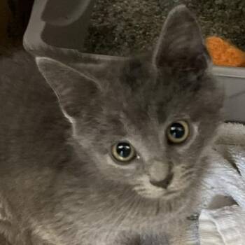Kyle (blue) -  Domestic Short Hair Cat for Adoption in Baltimore, Maryland - Kyle (blue) | PetCurious