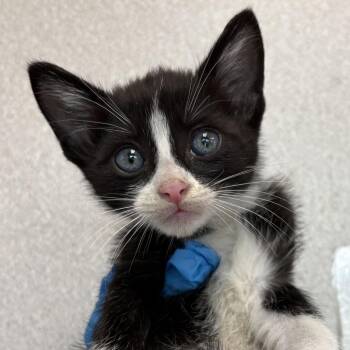 Spooky -  Domestic Short Hair Cat for Adoption in San Antonio, Texas - Spooky | PetCurious