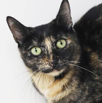 Autumn our love - Sweet and WOW soooo soft and cuddly - VIDEO OF -  Tortoiseshell Cat for Adoption in Bedford Hills, New York - Autumn Our Love - Sweet And WOW Soooo Soft And Cuddly - VIDEO OF | PetCurious