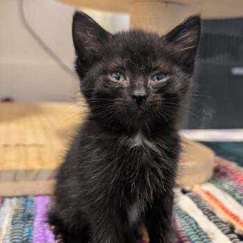 Strawberry -  Domestic Short Hair Cat for Adoption - Strawberry | PetCurious
