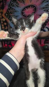 Trouble -  Domestic Medium Hair Cat for Adoption in Fruit Heights, Utah - Trouble | PetCurious