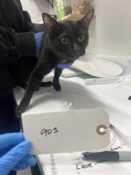 Rescue Domestic Short Hair Cats for Adoption - Cosmos | PetCurious