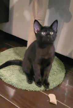 Rescue Domestic Short Hair Cats for Adoption in Abbotsford, British Columbia - Stella | PetCurious