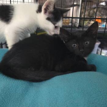 Ella -  Domestic Short Hair Cat for Adoption in Jessup, Maryland - Ella | PetCurious
