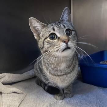 Domestic Short Hair Cats Available for Adoption - Jen | PetCurious