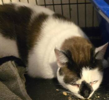 Harley -  Domestic Short Hair and Siamese Cat for Adoption in Battle Ground, Washington - Harley | PetCurious