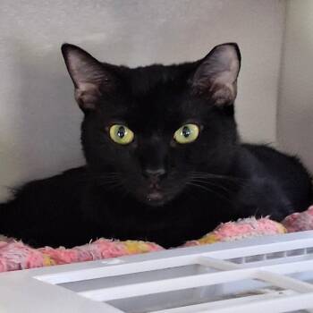 Domestic Short Hair Cats Available for Adoption in Charleston, South Carolina - Willa | PetCurious