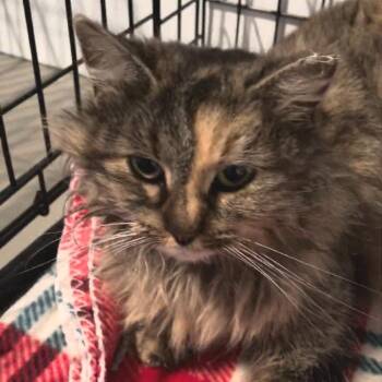 Domestic Long Hair Cats Available for Adoption in Chicago, Illinois - Abby | PetCurious