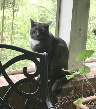Buddy -  Russian Blue and Tuxedo Cat Available for Adoption in Oxford, Mississippi - Buddy | PetCurious