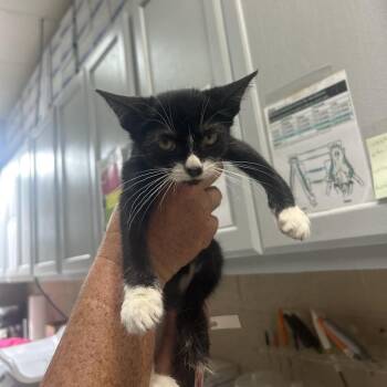 Wild Mouse -  Domestic Short Hair Cat for Adoption in Lewisburg, West Virginia - Wild Mouse | PetCurious