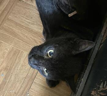 Losham -  Domestic Short Hair Cat Available for Adoption - Losham | PetCurious
