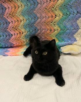 Eclipse -  Domestic Medium Hair Cat for Adoption in Pueblo, Colorado - Eclipse | PetCurious
