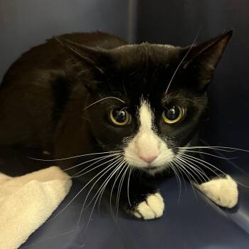 Domestic Short Hair Cats Available for Adoption in Oak Park, Illinois - Mikey | PetCurious