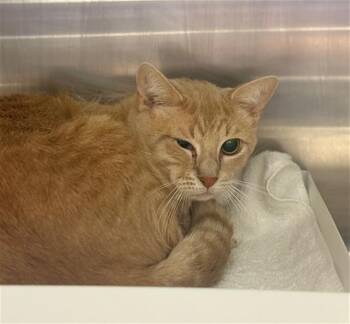 Domestic Short Hair Cats Available for Adoption in Conroe, Texas - HAMMY | PetCurious