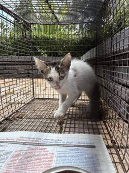 LEVI -  Domestic Short Hair Cat for Adoption in Doral, Florida - LEVI | PetCurious