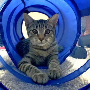 Jones -  Domestic Short Hair Cat for Adoption in South Riding, Virginia - Jones | PetCurious