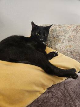 Domestic Short Hair Cats Available for Adoption - Priscilla KITTEN | PetCurious