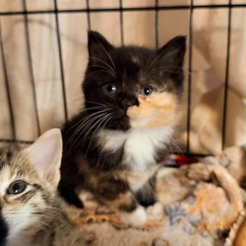 Wren -  Domestic Medium Hair Cat for Adoption in Charleston, West Virginia - Wren | PetCurious