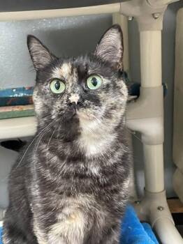 Macie -  Domestic Short Hair Cat for Adoption in Hayward, Wisconsin - Macie | PetCurious