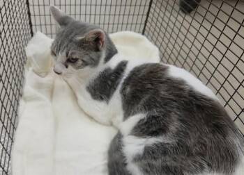 GRAYSON -  Domestic Short Hair Cat for Adoption in Fort Lauderdale, Florida - GRAYSON | PetCurious