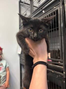Jeff -  Domestic Short Hair Cat Available for Adoption in Algona, Iowa - Jeff | PetCurious