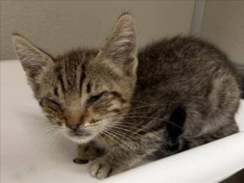 STARCH -  Domestic Short Hair Cat for Adoption in Tracy, California - STARCH | PetCurious