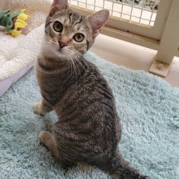 Rescue Domestic Short Hair Cats for Adoption in Kailua-kona, Hawaii - Astrid | PetCurious