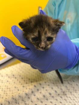 Toadette -  Domestic Short Hair Cat for Adoption in Raleigh, North Carolina - Toadette | PetCurious