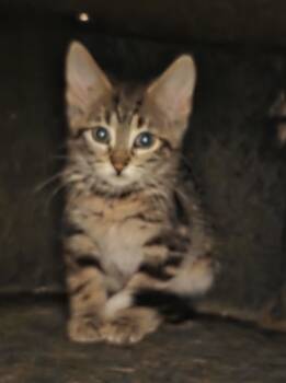 Rescue Domestic Short Hair Cats for Adoption in Mineral Point, Wisconsin - Bobbie Jo | PetCurious