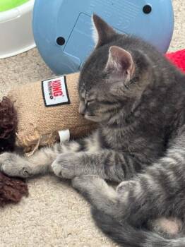 Adso -  Tabby Cat for Adoption in Ottawa, Ontario - Adso | PetCurious