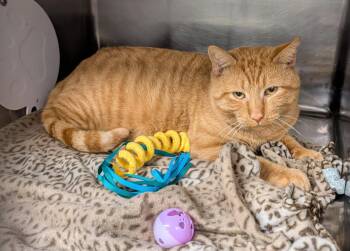 Cheddar Bob (Neutered) (Photos October 15th 2026) -  Tabby and Domestic Short Hair Cat for Adoption in Marietta, Ohio - Cheddar Bob (Neutered) (Photos October 15th 2026) | PetCurious