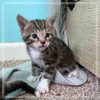 Cannoli -  Domestic Short Hair Cat Available for Adoption in Monroe, Michigan - Cannoli | PetCurious