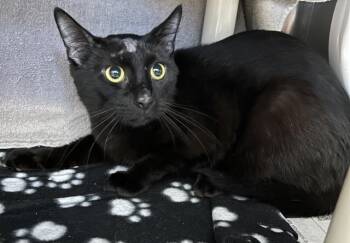 RADLEY -  Domestic Short Hair Cat for Adoption - RADLEY | PetCurious